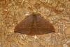 Oak Hook-tip (Watsonalla binaria), adult. Ouston, 17-08-2023. Copyright Verna Atkinson.