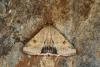 Scarce Bordered Straw (Helicoverpa armigera), adult. Ouston, 19-09-2023. Copyright Verna Atkinson.