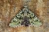Merveille du Jour (Griposia aprilina), adult. Ouston, 21-09-2023. Copyright Verna Atkinson.