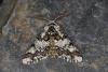 Oak Beauty (Biston strataria), adult. Ouston, 02-02-2024. Copyright Verna Atkinson.