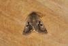 Hebrew Character (Orthosia gothica), adult. Ouston, 15-02-2024. Copyright Verna Atkinson.