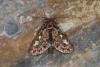 Pine Beauty (Panolis flammea), adult. Ouston, 20-02-2024. Copyright Verna Atkinson.