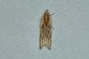 Eucosma cana, adult. Ouston, 22-06-2018. Copyright Verna Atkinson.