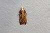 Acleris cristana, adult. Ouston, 14-02-2019. Copyright Verna Atkinson.