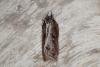 Acleris cristana, adult. Ouston, 04-05-2016. Copyright Verna Atkinson.