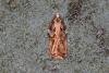 Acleris cristana, adult. Ouston, 16-04-2018. Copyright Verna Atkinson.