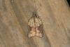 Acleris emargana, adult. Ouston, 02-09-2018. Copyright Verna Atkinson.
