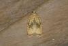 Acleris forsskaleana, adult. Ouston, 11-08-2021. Copyright Verna Atkinson.