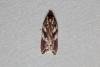 Acleris hyemana, adult. Ouston, 24-10-2019. Copyright Verna Atkinson.