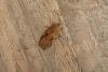 Acleris notana, adult. Ouston, 17-02-2019. Copyright Verna Atkinson.