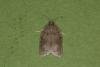 Acleris sparsana, adult. Ouston, 20-09-2022. Copyright Verna Atkinson.