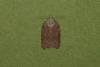 Acleris sparsana, adult. Ouston, 26-11-2022. Copyright Verna Atkinson.