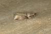Acrobasis consociella, adult. Ouston, 23-07-2018. Copyright Verna Atkinson.