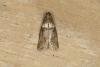 Acrobasis consociella, adult. Ouston, 23-07-2018. Copyright Verna Atkinson.