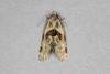 Aethes rubigana, adult. Ouston, 11-07-2019. Copyright Verna Atkinson.