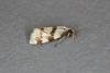 Aethes rubigana, adult. Ouston, 03-07-2019. Copyright Verna Atkinson.