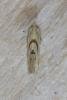 Aethes smeathmanniana, adult. Ouston, 18-08-2016. Copyright Verna Atkinson.