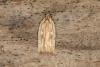 Agonopterix nervosa, adult. Ouston, 19-07-2018. Copyright Verna Atkinson.