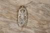 Agonopterix ocellana, adult. Ouston, 12-10-2015. Copyright Verna Atkinson.