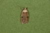 Agonopterix propinquella, adult. Ouston, 19-05-2022. Copyright Verna Atkinson.
