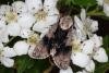 Alder Moth (Acronicta alni), adult. Ouston, 21-05-2020. Copyright Verna Atkinson.