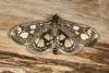 Anania coronata, adult. Ouston, 24-06-2020. Copyright Verna Atkinson.