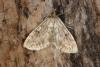 Anania perlucidalis, adult. Ouston, 15-06-2020. Copyright Verna Atkinson.