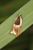 Ancylis badiana, adult. Ouston, 28-05-2016. Copyright Verna Atkinson.