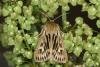 Antler Moth (Cerapteryx graminis), adult. Ouston, 03-08-2021. Copyright Verna Atkinson.
