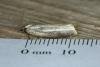 Zelotherses unitana, adult. Ouston, 25-05-2019. Copyright Verna Atkinson.