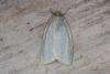 Zelotherses paleana/unitana, adult. Ouston, 29-05-2017. Copyright Verna Atkinson.