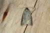 Zelotherses unitana, adult. Ouston, 25-05-2019. Copyright Verna Atkinson.