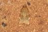 Barred Fruit-tree Tortrix (Pandemis cerasana), adult. Ouston, 25-06-2022. Copyright Verna Atkinson.