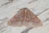 Barred Red (Hylaea fasciaria), adult. Ouston, 26-06-2016. Copyright Verna Atkinson.