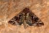 Beautiful Golden Y (Autographa pulchrina), adult. Ouston, 29-05-2020. Copyright Verna Atkinson.