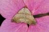 Beautiful Hook-tip (Laspeyria flexula), adult. Ouston, 07-08-2021. Copyright Verna Atkinson.