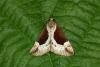 Beautiful Snout (Hypena crassalis), adult. Hoppyland, 24-06-2020. Copyright Verna Atkinson.