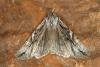 Blair's Shoulder-knot (Lithophane leautieri), adult. Ouston, 18-10-2019. Copyright Verna Atkinson.