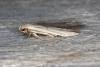 Blastobasis lacticolella, adult. Ouston, 16-06-2016. Copyright Verna Atkinson.