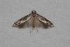 Blastodacna hellerella, adult. Ouston, 20-07-2016. Copyright Verna Atkinson.