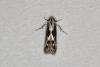 Blastodacna hellerella, adult. Ouston, 26-06-2020. Copyright Verna Atkinson.