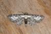 Bordered Pug (Eupithecia succenturiata), adult. Ouston, 23-07-2022. Copyright Verna Atkinson.
