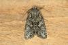 Brindled Green (Dryobotodes eremita), adult. Ouston, 16-09-2019. Copyright Verna Atkinson.