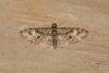 Brindled Pug (Eupithecia abbreviata), adult. Ouston, 21-04-2018. Copyright Verna Atkinson.