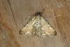 Brown China-mark (Elophila nymphaeata), adult. Ouston, 25-06-2020. Copyright Verna Atkinson.