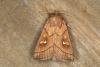 Brown-line Bright-eye (Mythimna conigera), adult. Ouston, 13-07-2019. Copyright Verna Atkinson.