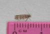 Bryotropha affinis, adult. Ouston, 14-06-2017. Copyright Verna Atkinson.