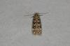 Bryotropha domestica, adult. Ouston, 10-07-2020. Copyright Verna Atkinson.