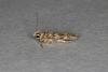 Bryotropha domestica, adult. Ouston, 10-07-2020. Copyright Verna Atkinson.