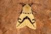 Buff Ermine (Spilosoma lutea), adult. Ouston, 03-07-2019. Copyright Verna Atkinson.